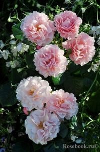 twiggys-rose 120      rezervat - De vânzare primavara 2022