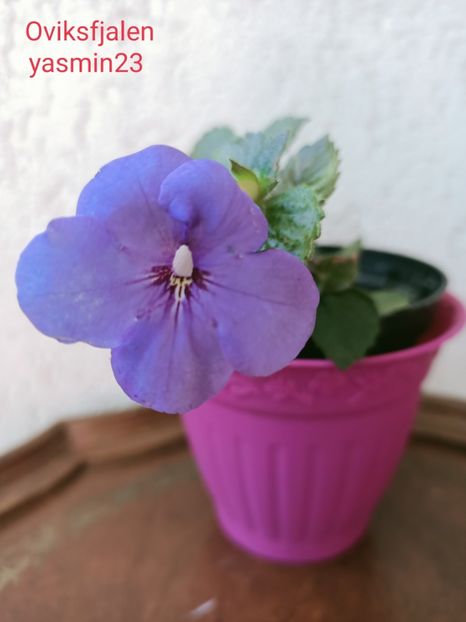 24.09.2021 - Achimenes 2021