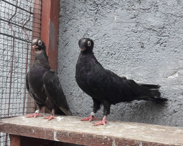 FM 2021 - Jucători de BĂLȚI 2021