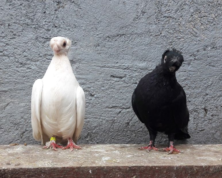 F - M - Jucători de BĂLȚI 2021