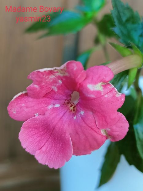 24.09.2021 - Achimenes 2021