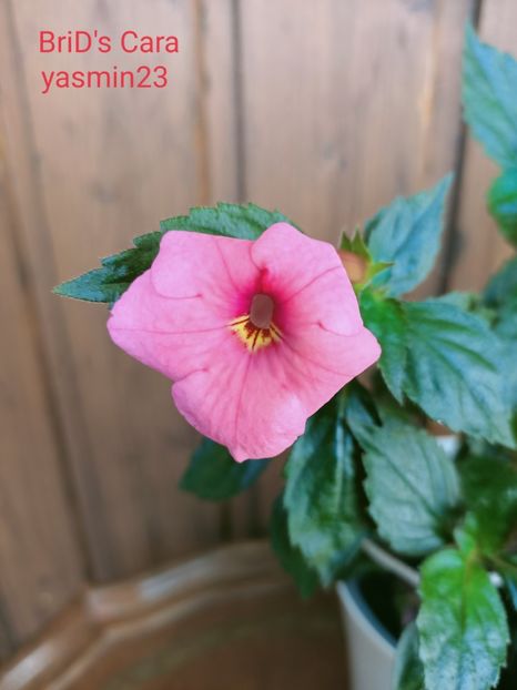 24.09.2021 - A-Achimenes BriDs