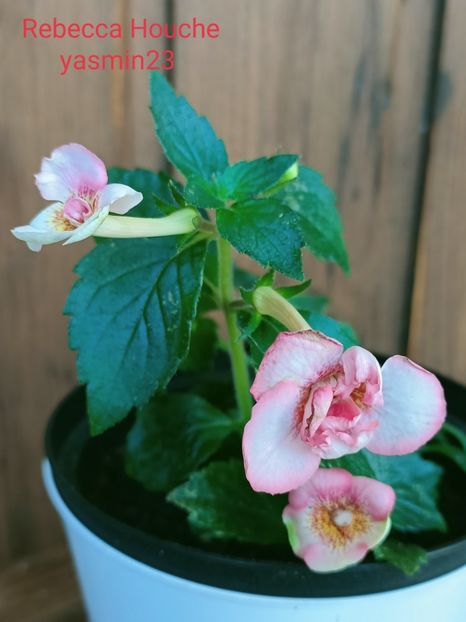 24.09.2021 - Achimenes 2021