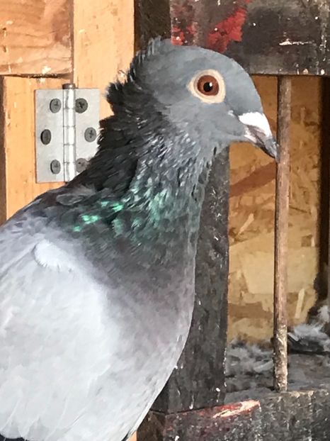 E8C17259-8ADC-421B-A11D-06B740693540 - VOIAJORI JAN AARDEN KUIF