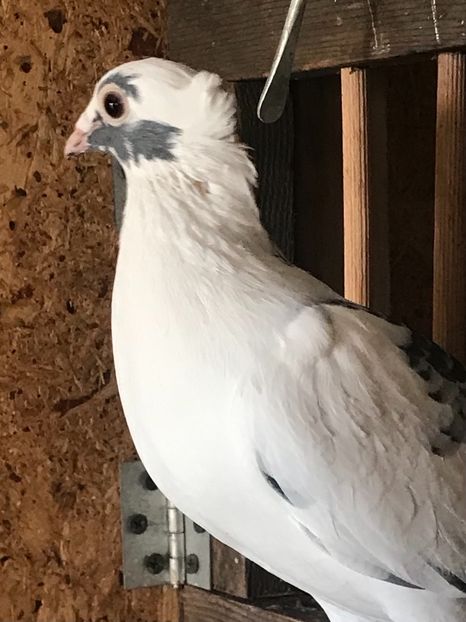 530B688E-9E5B-4CEF-8406-606055690E54 - VOIAJORI JAN AARDEN KUIF