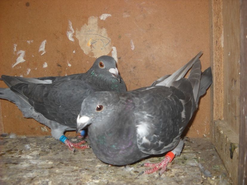 25 - UNDEVA IN SUCEAVA arhiva