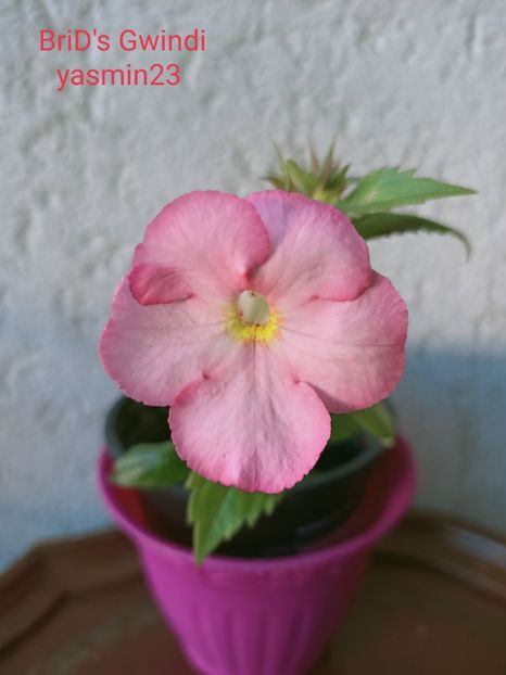 24.09.2021 - Achimenes 2021