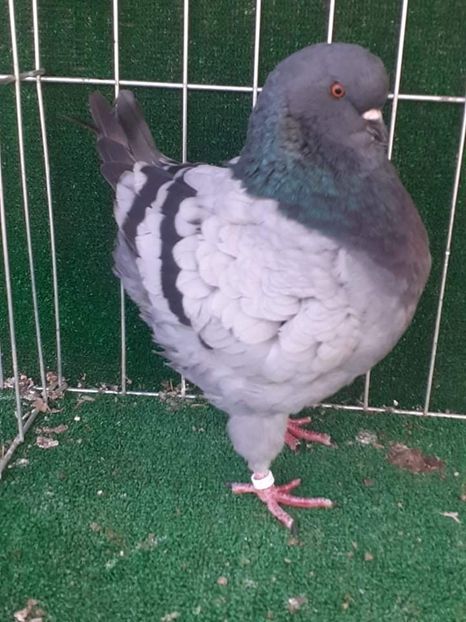 received_916285889311617 - KINGI PUI 2021