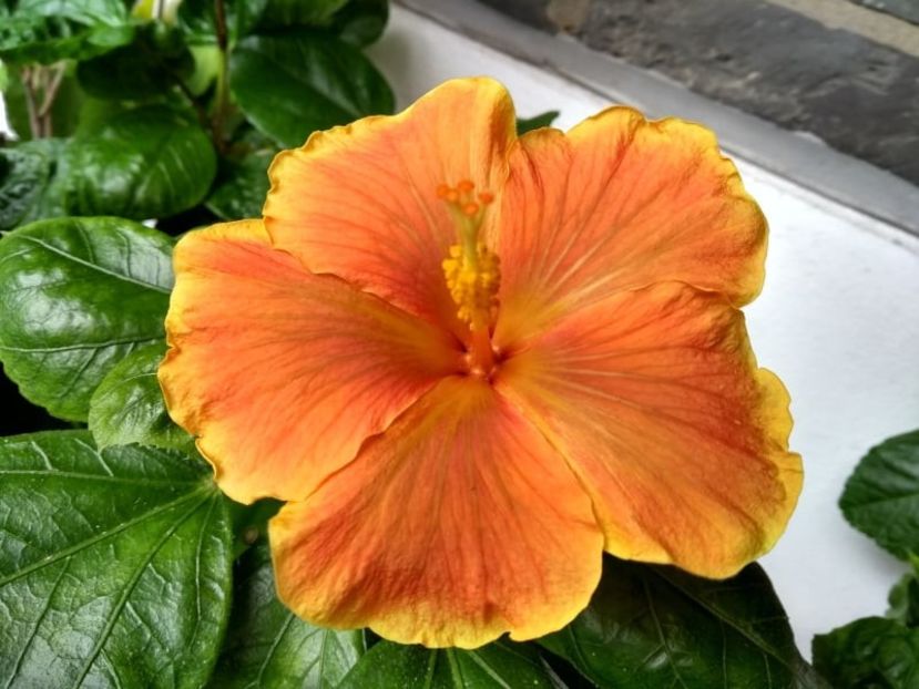  - Hibiscus din seminte 2020-2021