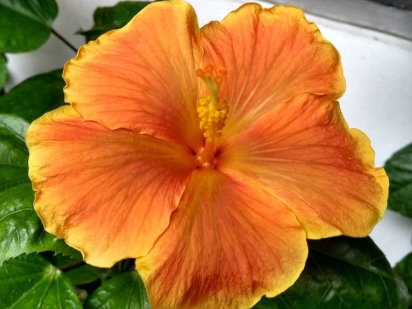  - Hibiscus din seminte 2020-2021
