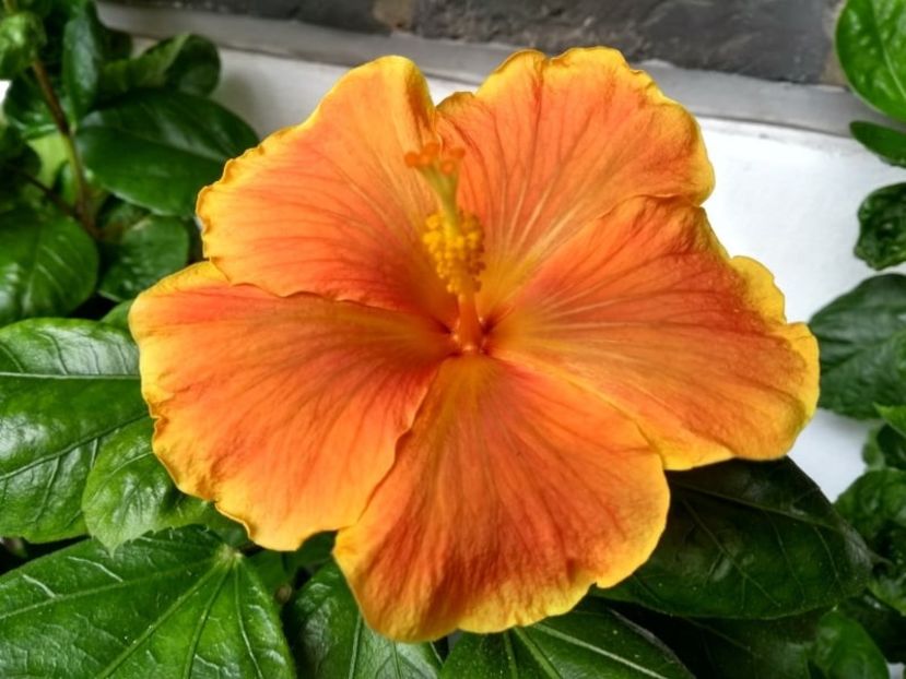  - Hibiscus din seminte 2020-2021