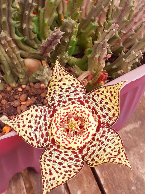  - Stapelia