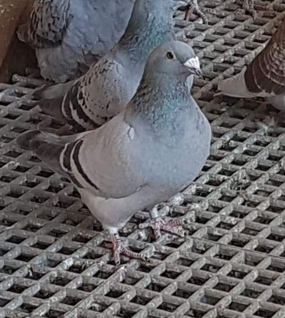 F 2020 - Albastri 2021