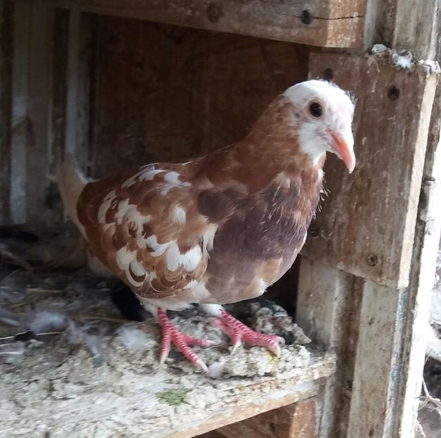  - porumbei culori deosebite