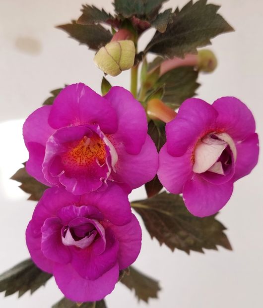  - PURPLE MYSTERY