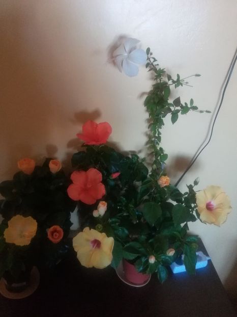  - Hibiscus 2021