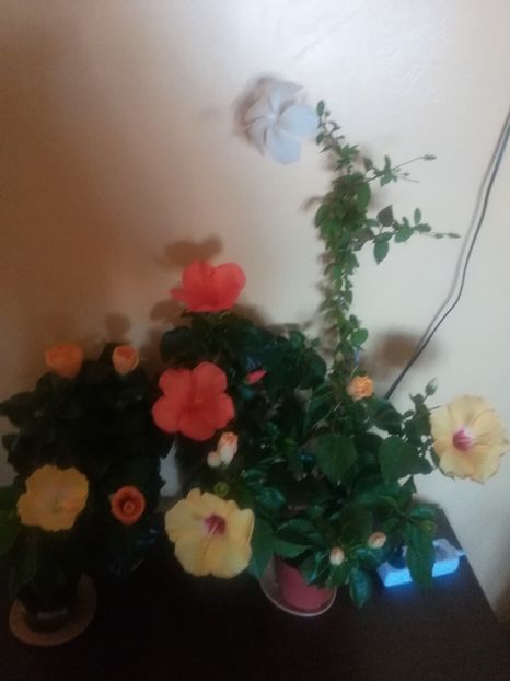  - Hibiscus 2021
