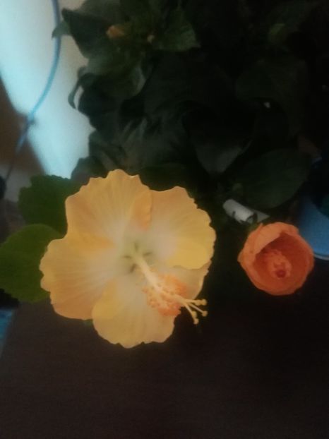Oriental Moon - Hibiscus 2021