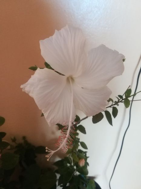 Dainty White - Hibiscus 2021