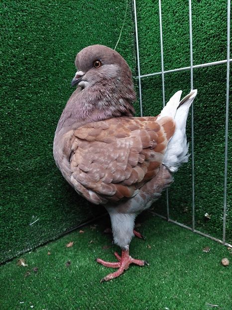 1-0 de vanzare - king 2021