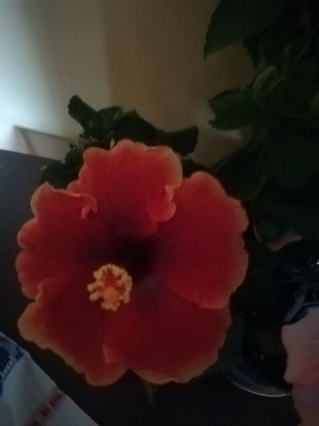 Red Fire - Hibiscus 2021
