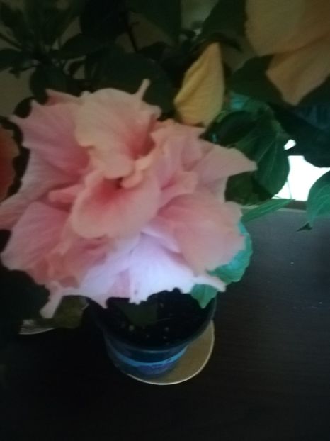 Clasic salmon - Hibiscus 2021
