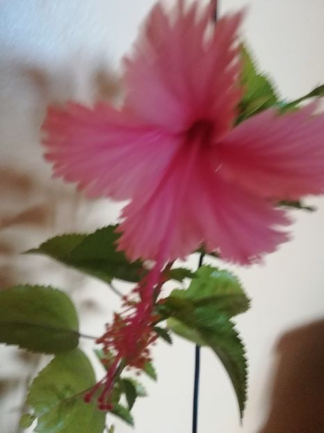Hawaian Salmon - Hibiscus 2021