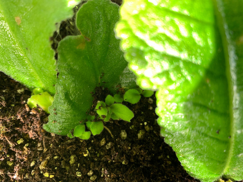 ce-ai facut fratioare?  :) - Plante de interior 2021