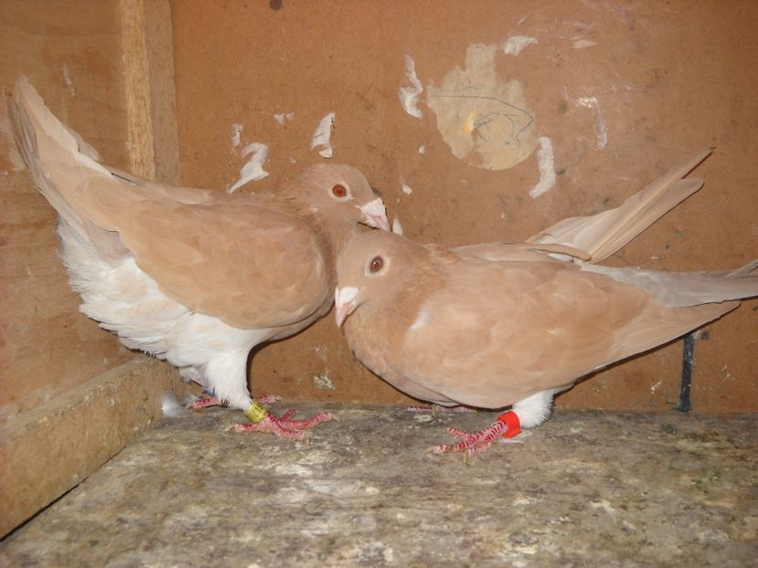 14 - UNDEVA IN SUCEAVA arhiva