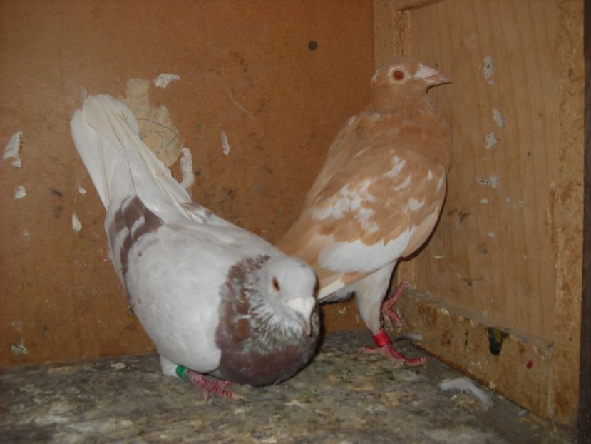 17 - UNDEVA IN SUCEAVA arhiva