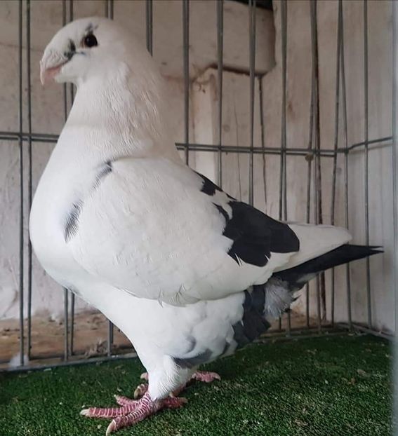 F2018 - Matca Agh 2022