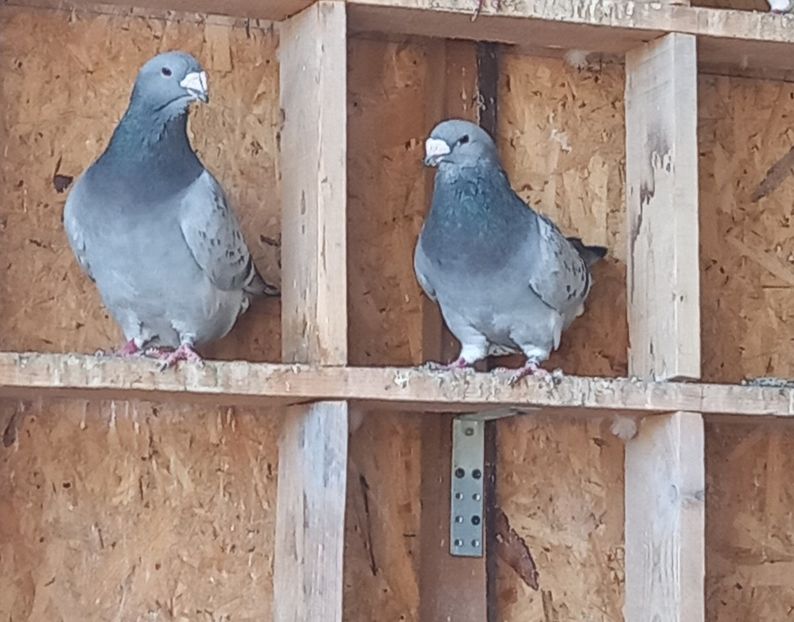 2 M 2020 - Guti 2021