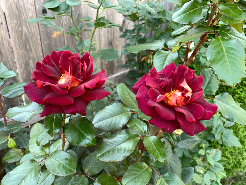  - Jurnalul gradinii 2021