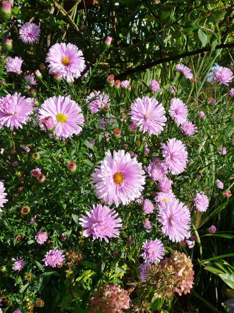  - 2021 - 03 - Toamna