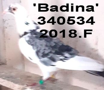 2018-340534 baltatA - 2 MATCA 2022