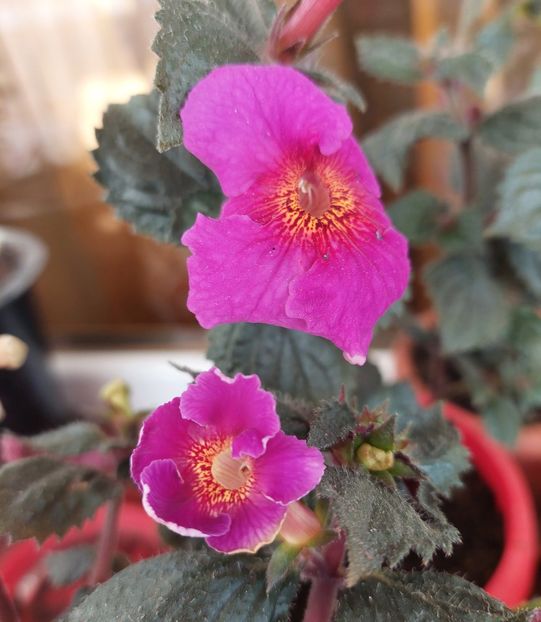 Nediva și Carla - BRID-S CARLA