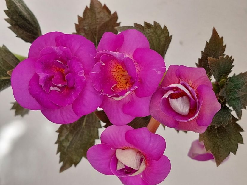  - PURPLE MYSTERY