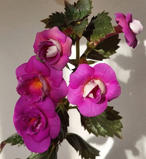  - PURPLE MYSTERY