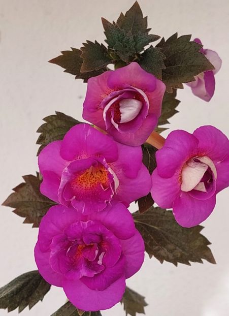  - PURPLE MYSTERY