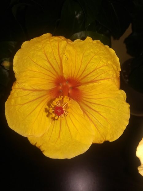 Safari - Hibiscus 2021