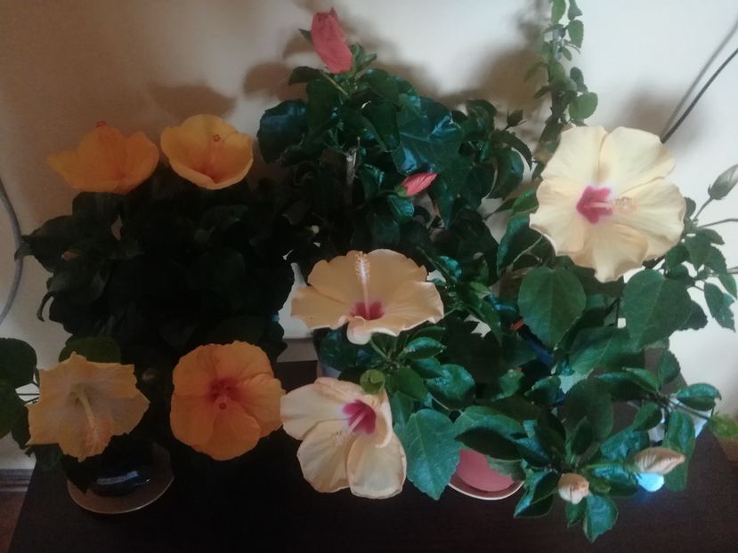  - Hibiscus 2021