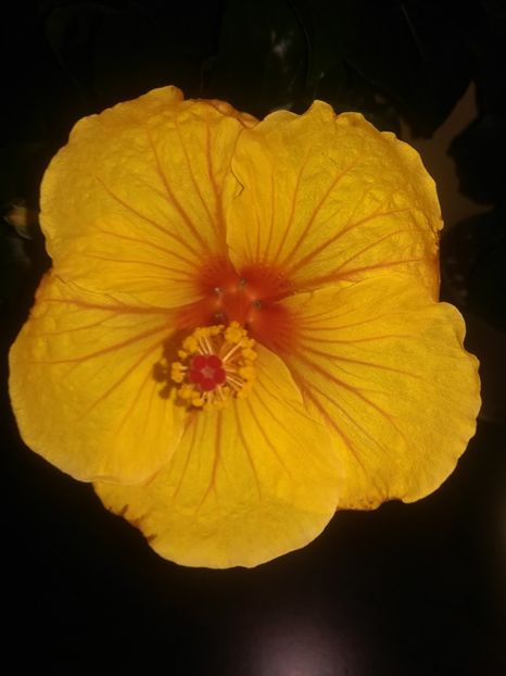  - Hibiscus 2021