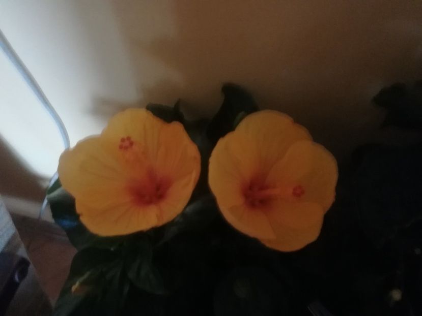  - Hibiscus 2021