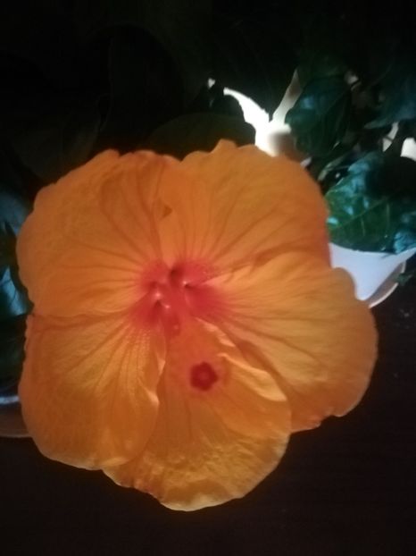  - Hibiscus 2021