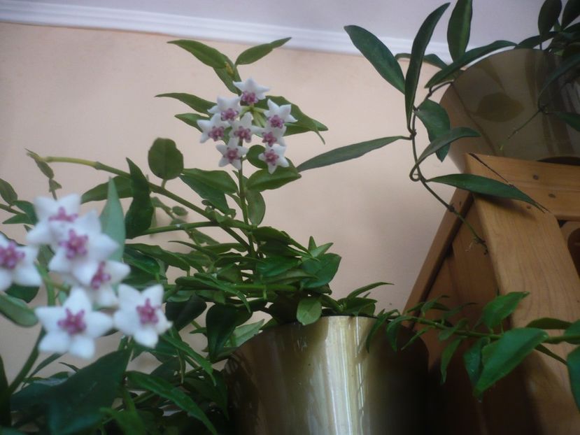 26.09.2021 - HOYA 2021-3