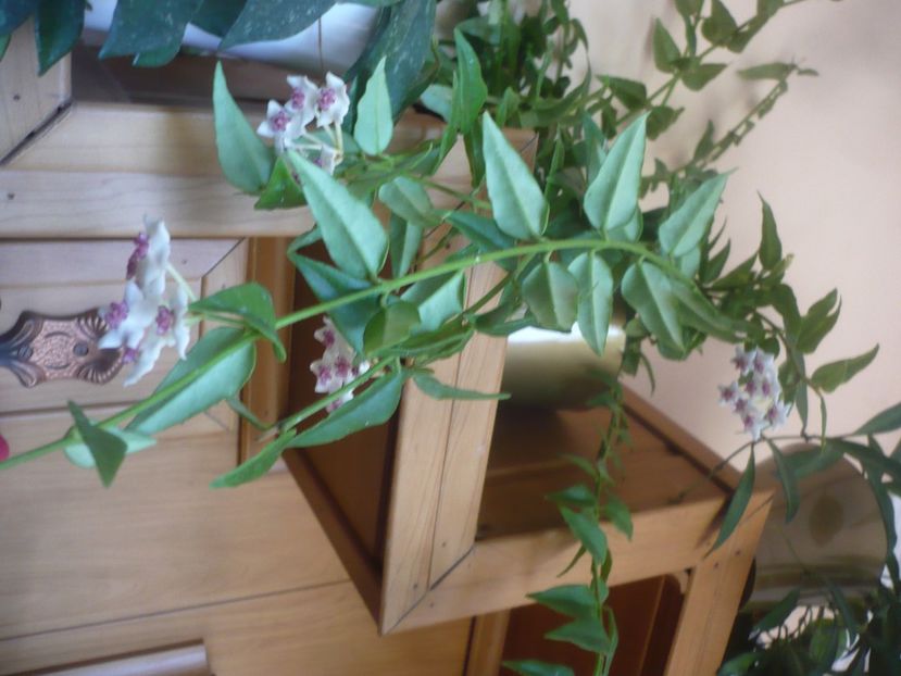 P1510141 - HOYA 2021-3