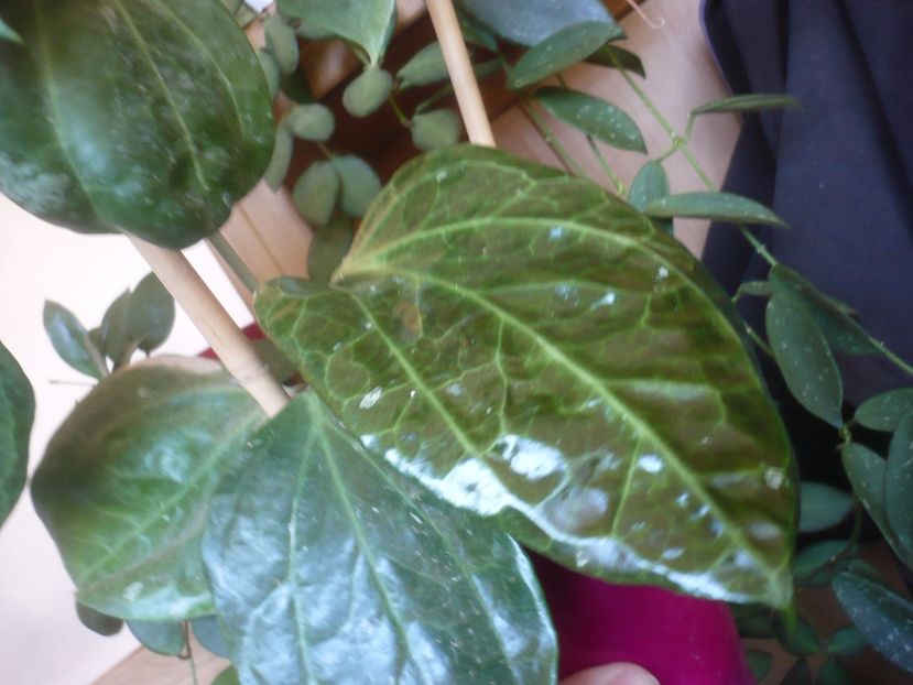 26.09.2021 - Hoya-frunze