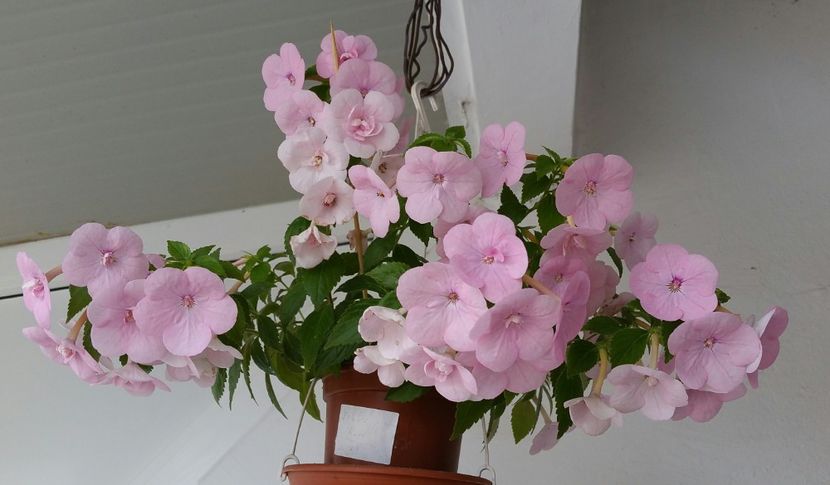  - Experiente cu achimenes