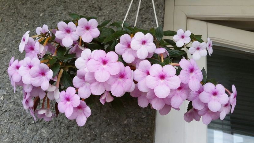 Peach - Experiente cu achimenes