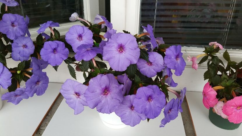  - Experiente cu achimenes